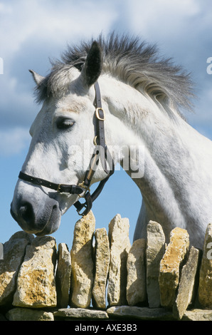 White pony à plus d'un mur de pierre Banque D'Images