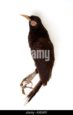 Oiseaux éteintes, Heteralocha acutirostris, Huia, Yale Peabody Museum collection, YPM 14730 Banque D'Images