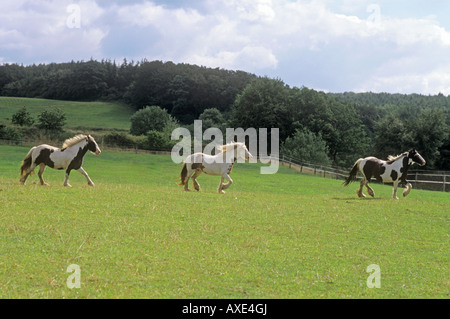 Tinker irlandais trois - Walking on meadow Banque D'Images