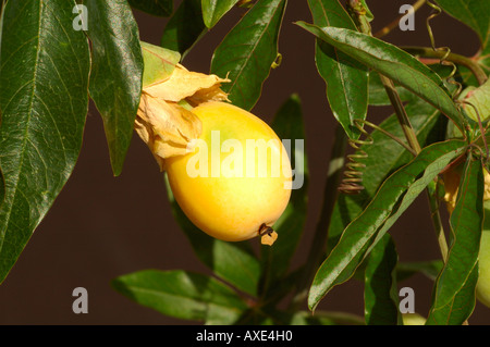 Fruits mûrs, bleu ou conjoint de la Passiflore Passiflora caerulea Banque D'Images