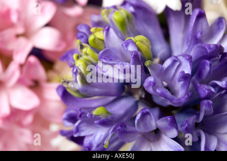 Fleurs de la jacinthe (Hyacinthus), full frame Banque D'Images