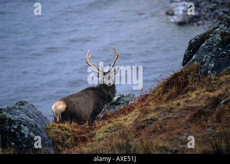 Red Deer Cervus elaphus cerf mâle debout sur le côté d'un lac en Ecosse avec un contact visuel Banque D'Images