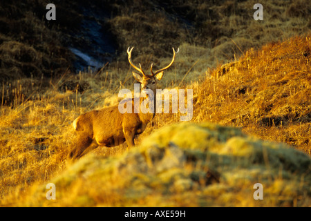 Red Deer Cervus elaphus cerf mâle debout sur le flanc d'une montagne à l'automne en écosse avec le contact avec les yeux Banque D'Images