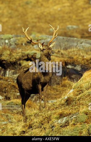 Red Deer Cervus elaphus cerf mâle debout sur le flanc d'une montagne à l'automne en écosse avec le contact avec les yeux Banque D'Images