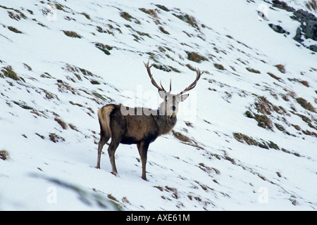 Red Deer Cervus elaphus cerf mâle debout sur le côté d'une montagne couverte de neige en Ecosse avec un contact visuel Banque D'Images