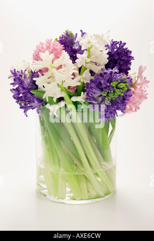Bouquet de jacinthes en fleur, vase (Hyacinthus) Banque D'Images