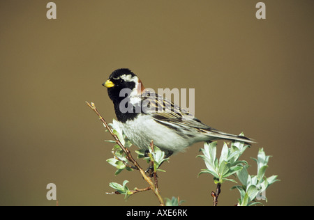 Lapland bunting (mâle) on twig / Calcarius lapponicus Banque D'Images