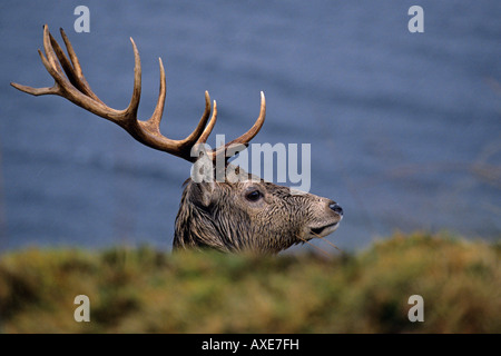 Mâle Red Deer stag head shot à côté d'un lac en Ecosse Banque D'Images