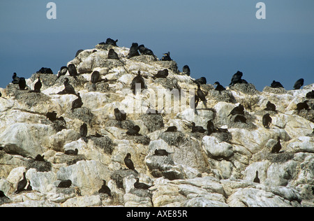 Colonie de cormorans sur rock / Phalacrocorax carbo Banque D'Images