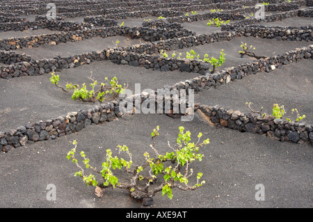 Vignes en sols volcaniques dans la région viticole de la Geria sur Lanzarote dans les îles Canaries. Banque D'Images