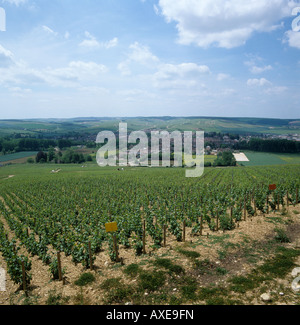 Vignoble de Chablis Premier Cru avec un petit village derrière Banque D'Images