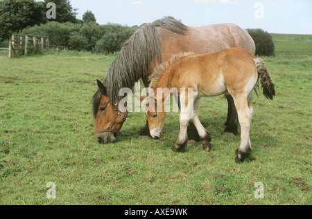 Brabant Flamand - Jument et poulain on meadow Banque D'Images