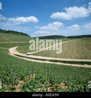 Vignobles de chablis premier cru avec les bouteilles de gaz propane utilisé comme protection contre le gel en France Banque D'Images