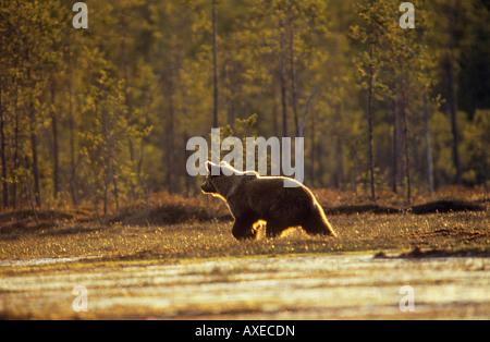 L'ours brun (Ursus arctos). Balades adultes dans la lande. La Finlande Banque D'Images