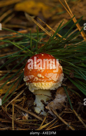 Champignons Agaric Fly immatures Banque D'Images