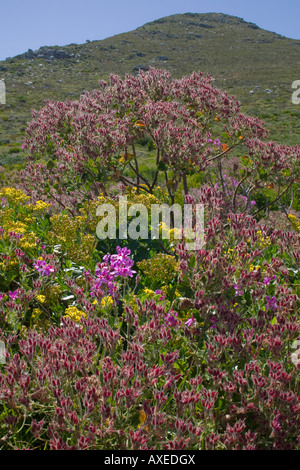 L'Afrique du Sud Le Parc National de Table Mountain Wildflowers fleurissent sur la végétation fynbos au nord du Cap de Bonne Espérance Banque D'Images