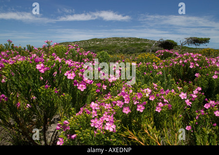 L'Afrique du Sud Le Parc National de Table Mountain Wildflowers fleurissent sur la végétation fynbos au nord du Cap de Bonne Espérance Banque D'Images