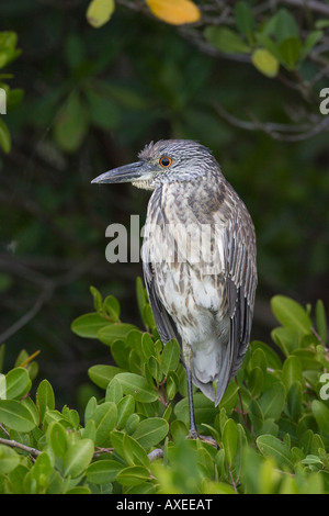 Jaune juvénile (Nycticorax violaceus Nyctanassa violacea) ou Banque D'Images