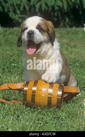 Chien Saint-Bernard. Chiot avec un petit baril de rhum sur un pré Banque D'Images