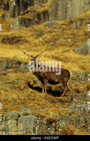 Red Deer Cervus elaphus cerf mâle debout sur le flanc d'une montagne à l'automne en écosse avec le contact avec les yeux Banque D'Images