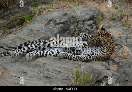 Panthera pardus léopard grooming Masaii Mara Kenya Banque D'Images