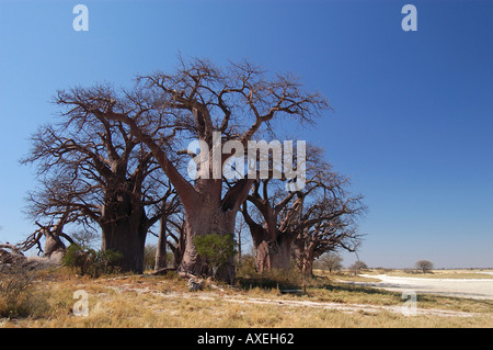 Groupe de Baobabs Adansonia sp. Botswana Banque D'Images