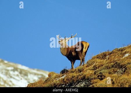 Red Deer Cervus elaphus cerf mâle debout sur l'horizon en hiver en Ecosse Banque D'Images