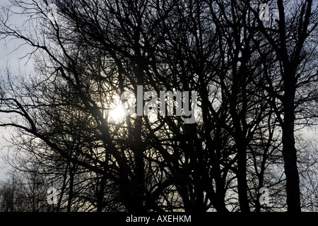 Soleil d'hiver à partir de l'angle faible dans les arbres Banque D'Images