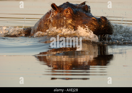 Hippopotamus Hippopotamus amphibius se précipiter à travers l'eau Kwai Botswana Banque D'Images