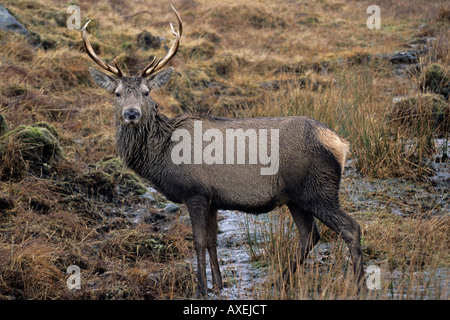 Red Deer stag homme debout dans l'eau en écosse avec le contact avec les yeux Banque D'Images