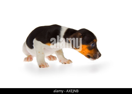 Noir marron et blanc 7 semaine vieux Jack Russell Terrier puppy sur fond blanc accroupis face vers la droite et renifle. JMH1968 Banque D'Images