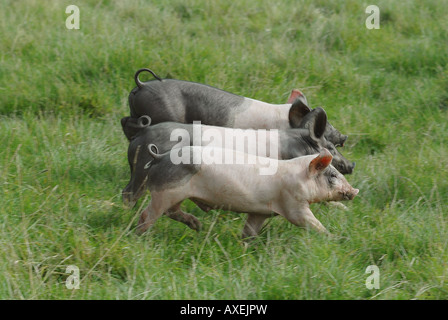 Trois porcs souabe Hall on meadow Banque D'Images