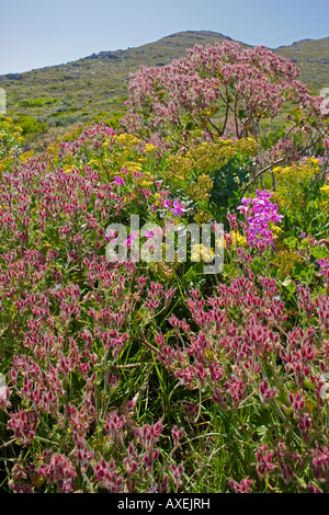L'Afrique du Sud Le Parc National de Table Mountain Wildflowers fleurissent sur la végétation fynbos au nord du Cap de Bonne Espérance Banque D'Images