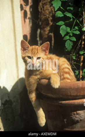 Chaton - situé dans la région de cache-pot Banque D'Images