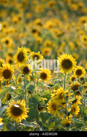 Si Feild tournesols jaune vif Banque D'Images