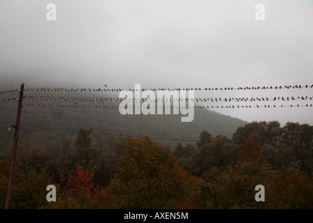 Oiseaux dans la brume Banque D'Images