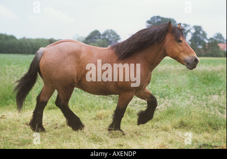 Brabant Flamand - Walking on meadow Banque D'Images