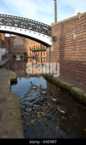 Quatre oies sauvages pagayer dans le canal de Worcester et Birmingham Broad Street, dans le centre de Birmingham, Midlands, Royaume-Uni Banque D'Images