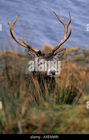 Red Deer Cervus elaphus cerf mâle debout sur le côté d'un lac en Ecosse avec un contact visuel Banque D'Images