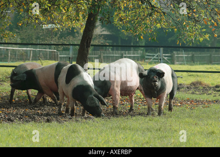 Les porcs sur meadow Hall souabe Banque D'Images