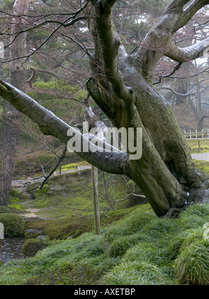 Soirée de Printemps au jardin Kenrokuen, Kanazawa, JAPON. Largement considéré comme l'UN DES TROIS PLUS BEAUX JARDINS DU JAPON. Banque D'Images