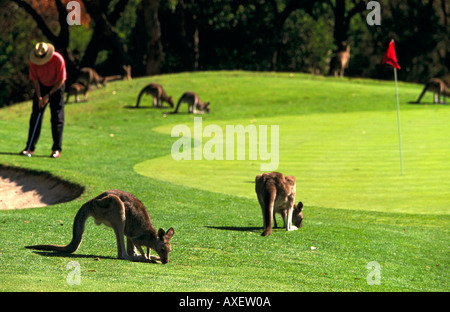 Cours de golf d'Anglesea, célèbre pour son importante population de kangourous, Great Ocean Road, Victoria, Australie Banque D'Images