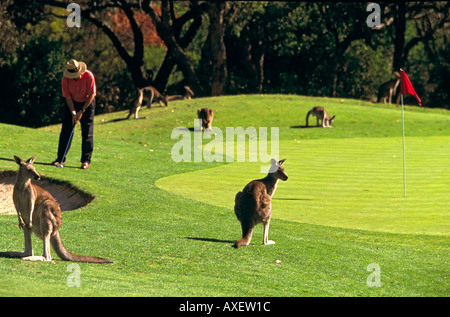 Cours de golf d'Anglesea, célèbre pour son importante population de kangourous, Great Ocean Road, Victoria, Australie, horizontal, Banque D'Images