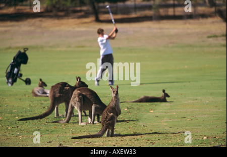 Cours de golf d'Anglesea, célèbre pour son importante population de kangourous, Great Ocean Road, Victoria, Australie, horizontal, Banque D'Images