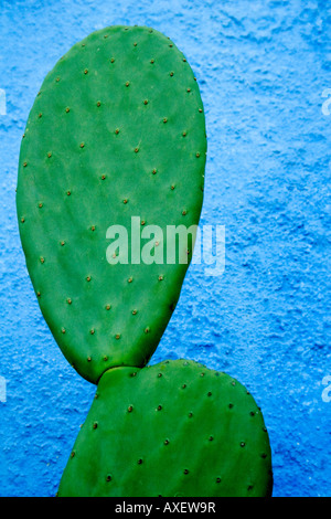 Bright green cactus contre mur bleu à Tucson en Arizona Banque D'Images