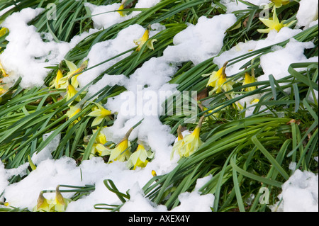 Dora's Field, Rydal, Lake District, achetée par William Wordsworth pour sa soeur et plein de jonquilles sauvages au printemps Banque D'Images