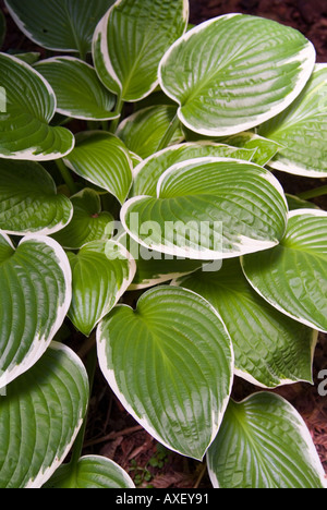 Aimer l'ombre Hosta variété Francee Banque D'Images