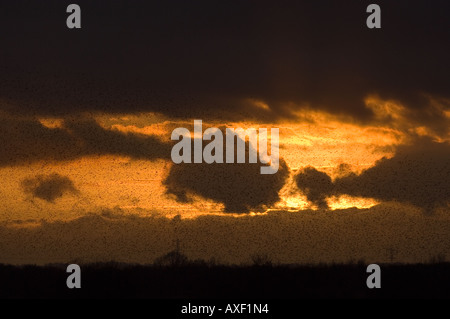 Troupeau d'étourneaux qui revient pour se percher au coucher du soleil Sturnus vulgaris {} Westhay NNR, Somerset, UK Banque D'Images