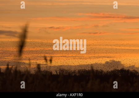Troupeau d'étourneaux qui revient pour se percher au coucher du soleil Sturnus vulgaris Westhay NNR, Somerset, UK Banque D'Images