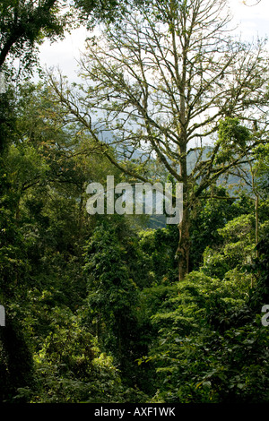 L'Ouganda Afrique Bwindi Impenetrable National Park matin soleil forêt tropicale dans la forêt impénétrable de Bwindi Banque D'Images
